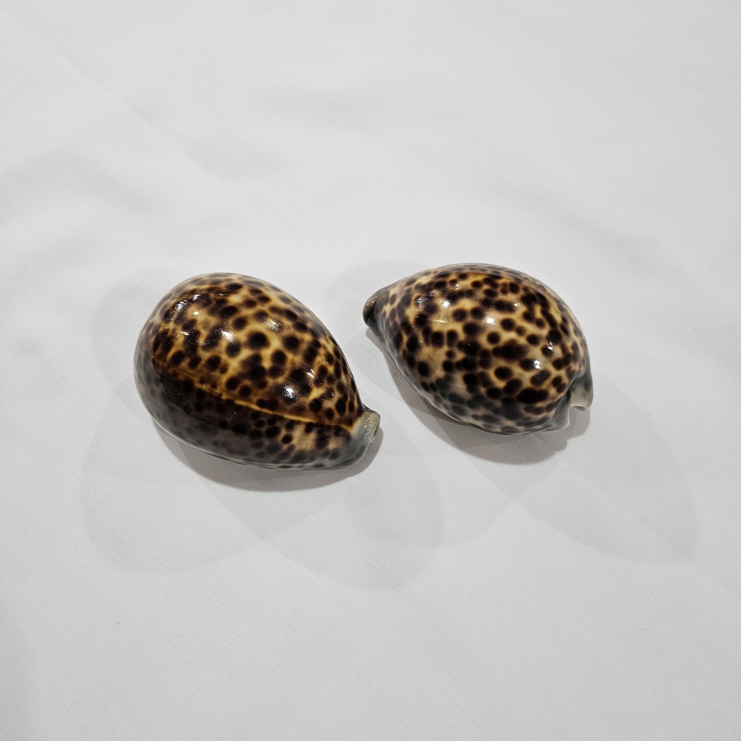 Pupu - Tiger Cowry Shell