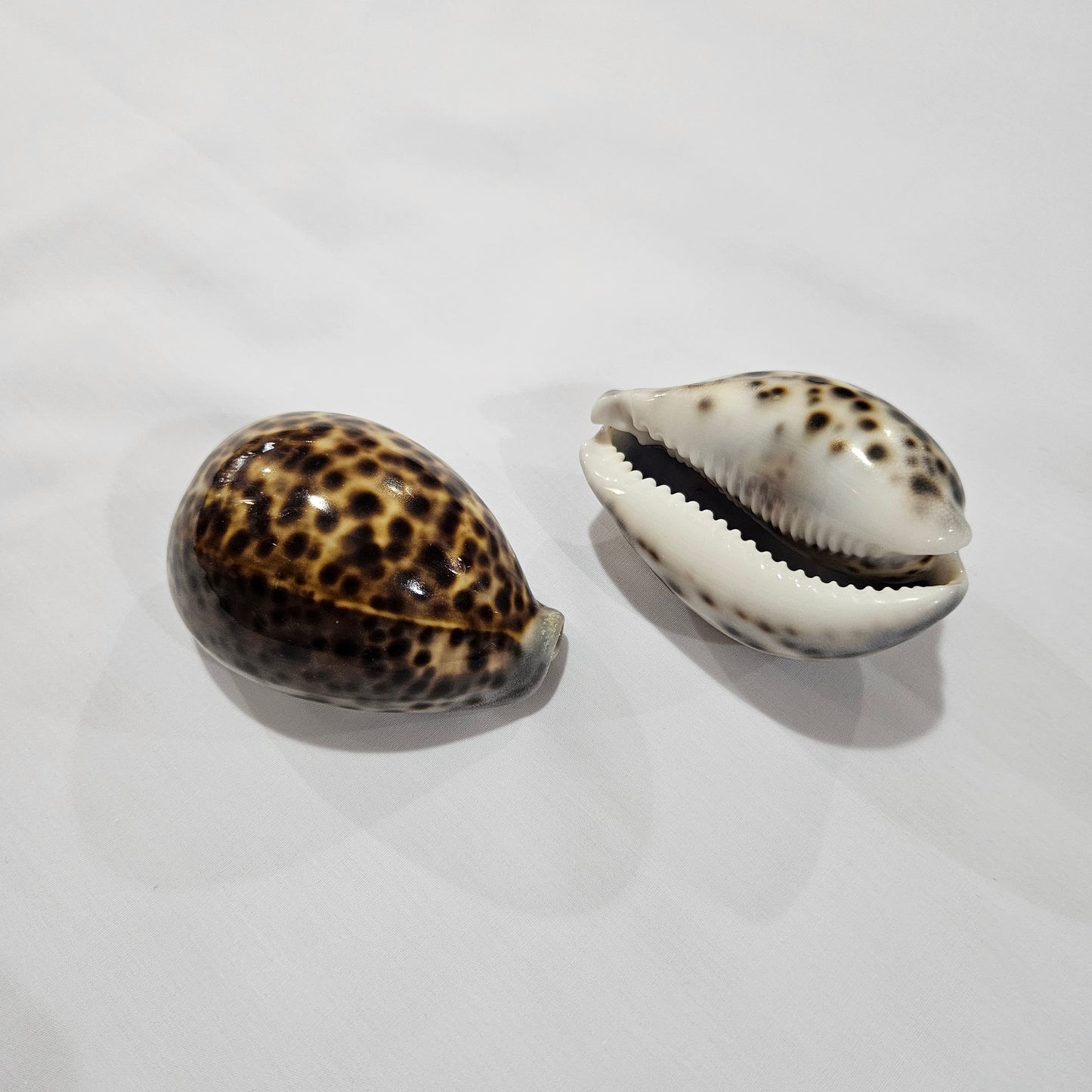 Pupu - Tiger Cowry Shell