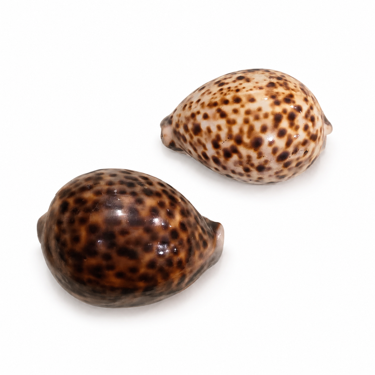 Pupu - Tiger Cowry Shell