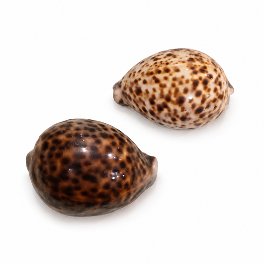 Pupu - Tiger Cowry Shell