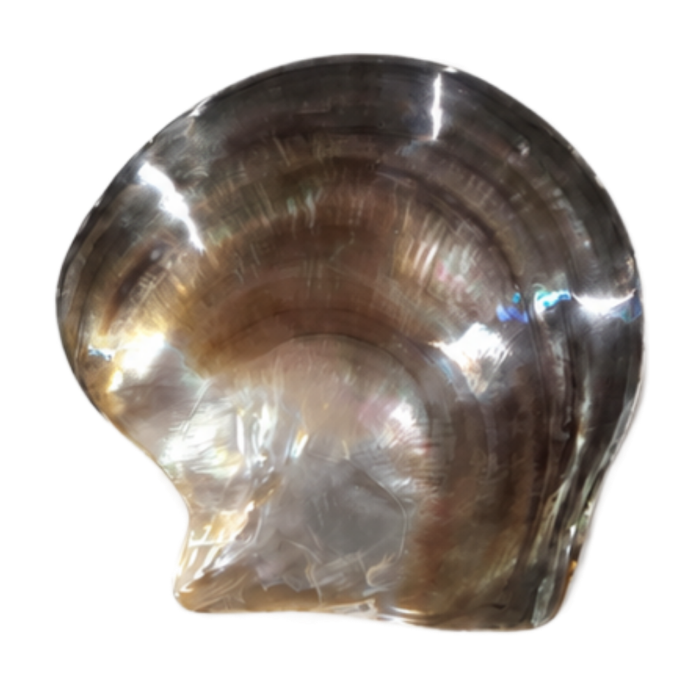 Mother of Pearl Shell - Round